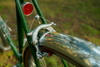Green Ebisu All Purpose photo