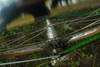 Green Ebisu All Purpose photo