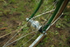 Green Ebisu All Purpose photo