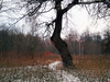 KHS Flite 100 photo