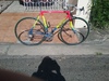 Lemond steel photo