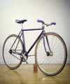 Levant Purple Rainbow flake NJS photo