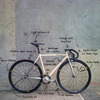 Lily (Bianchi Pista via Brera) photo