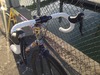 Litespeed Team Issue Titanium photo