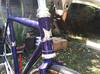 Makino purple sparkle NJS photo