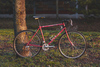 Marin Redwood 1993 photo