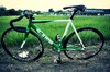 Mash Green (SFG) photo