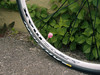 2011 Masi Coltello photo