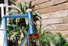 Masi Special pista 1960's frameset photo