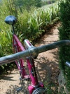 Mercier rose photo Mercier rose photo