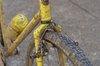 Messina Cyclocross photo