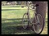 Mongoose Sinsure photo
