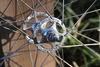 NOS Campagnolo Sheriff Stars (Sold!) photo