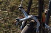 Peugeot Galibier Shimano 600 photo