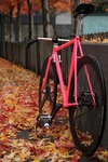 Pink Cinelli photo