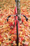 Pink Cinelli photo