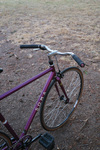 Purple Soma Rush photo