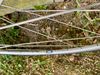 Rickert Spezial Campagnolo (2000) photo