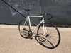 Samson sparsely sparkley cream NJS photo