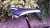 Specialized Tarmac SL4 2015 photo