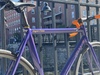 Super Purple Pista photo