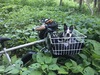 Surly Big Easy photo