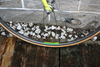 Gardin Team Cannella Funny Bike photo