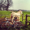 Trek Madone 3.1 photo