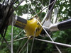 TVT Carbon Kevlar photo