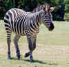 ZEBRA tall bike + fixed = suicide! photo